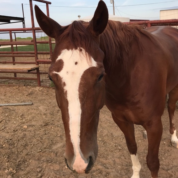 Meet your Posher, Ann - Picture 1 of 1